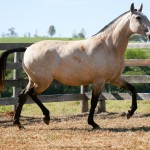 Leiga Interagro/Interagro Lusitanos