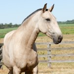 Leiga Interagro/Interagro Lusitanos