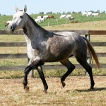 Lesbos Interagro/Interagro Lusitanos