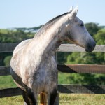 Lesbos Interagro/Interagro Lusitanos