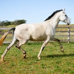 Leuce Interagro/Interagro Lusitanos