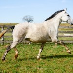 Leuce Interagro/Interagro Lusitanos