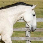 Leuce Interagro/Interagro Lusitanos