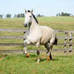 Leuce Interagro/Interagro Lusitanos