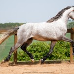 Leucon Interagro/Interagro Lusitanos