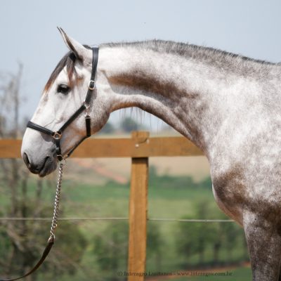 Leucon Interagro/Interagro Lusitanos