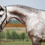 Leucon Interagro/Interagro Lusitanos