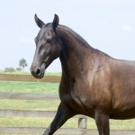 Líbia Interagro/Martina Brandes