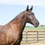 Líbia Interagro/Interagro Lusitanos