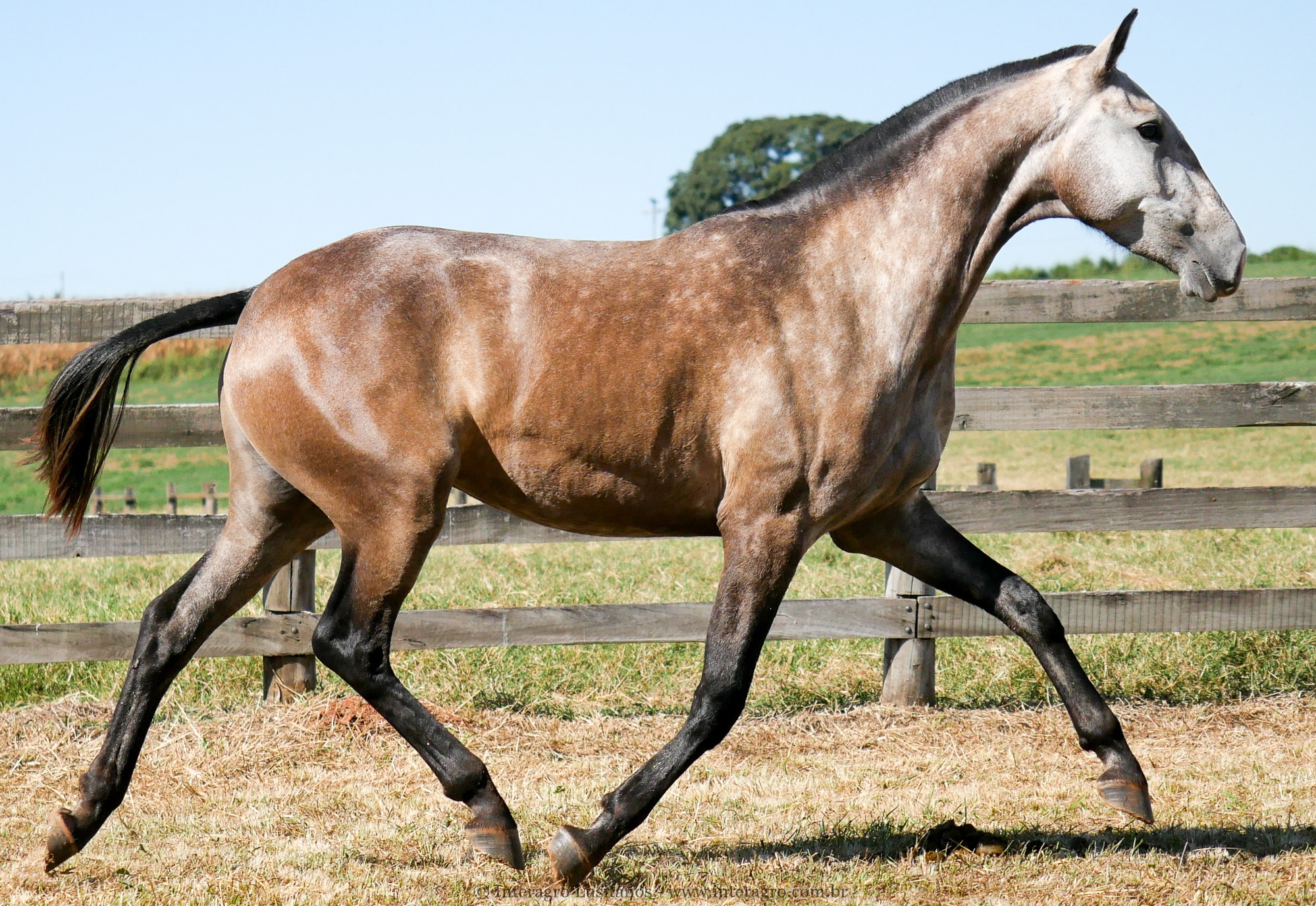 Liturgia Interagro/Interagro Lusitanos