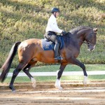 Luca Interagro & Alexandre Souza, 2nd place Young Horses 4 yo at the 2nd phase of 2019 Interagro Dressage Ranking/Interagro Lusitanos