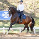 Luca Interagro & Alexandre Souza, 2nd place Young Horses 4 yo at the 2nd phase of 2019 Interagro Dressage Ranking/Interagro Lusitanos