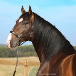 Luca Interagro, 17 hh bay Lusitano stallion. Photo: TUPA
