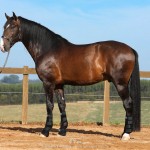 Luca Interagro, 17 hh bay Lusitano stallion. Photo: TUPA
