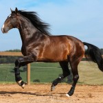 Luca Interagro, 17 hh bay Lusitano stallion. Photo: TUPA
