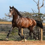 Luca Interagro, 17 hh bay Lusitano stallion. Photo: TUPA