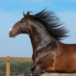 Luca Interagro, 17 hh bay Lusitano stallion. Photo: TUPA