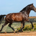 Luca Interagro, 17 hh bay Lusitano stallion. Photo: TUPA