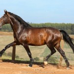Luca Interagro, 17 hh bay Lusitano stallion. Photo: TUPA