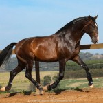Luca Interagro, 17 hh bay Lusitano stallion. Photo: TUPA