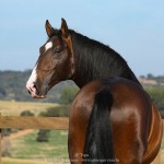 Luca Interagro, 17 hh bay Lusitano stallion. Photo: TUPA