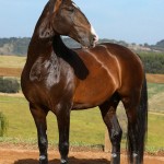 Luca Interagro, 17 hh bay Lusitano stallion. Photo: TUPA