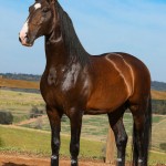 Luca Interagro, 17 hh bay Lusitano stallion. Photo: TUPA