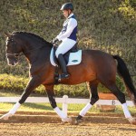 Luca Interagro, 17 hh bay Lusitano stallion. Photo: TUPA