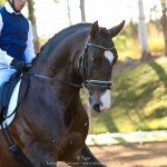Luca Interagro, 17 hh bay Lusitano stallion. Photo: TUPA