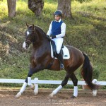 Luca Interagro, 17 hh bay Lusitano stallion. Photo: TUPA