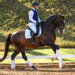 Luca Interagro, 17 hh bay Lusitano stallion. Photo: TUPA