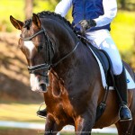 Luca Interagro, 17 hh bay Lusitano stallion. Photo: TUPA