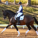 Luca Interagro, 17 hh bay Lusitano stallion. Photo: TUPA