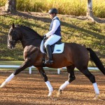 Luca Interagro, 17 hh bay Lusitano stallion. Photo: TUPA