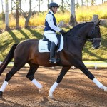 Luca Interagro, 17 hh bay Lusitano stallion. Photo: TUPA