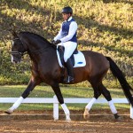 Luca Interagro, 17 hh bay Lusitano stallion. Photo: TUPA