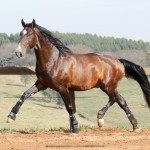 Luca Interagro, 17hh bay Lusitano stallion