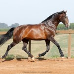 Luca Interagro, 17hh bay Lusitano stallion