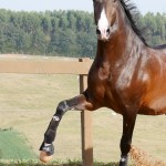 Luca Interagro, 17hh bay Lusitano stallion