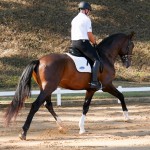 Luca Interagro/Interagro Lusitanos