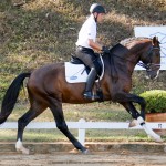 Luca Interagro/Interagro Lusitanos