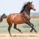 Luca Interagro, 17hh bay Lusitano stallion