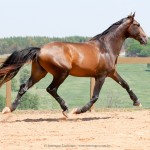 Luca Interagro, 17hh bay Lusitano stallion