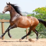 Luca Interagro, 17hh bay Lusitano stallion