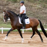 Luca Interagro at 2nd phase of Interagro Dressage Ranking 2018