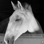 Luxúria Interagro/Interagro Lusitanos