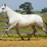Luxúria Interagro/Martina Brandes