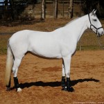 Luxúria Interagro/Interagro Lusitanos