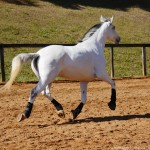 Luxúria Interagro/Interagro Lusitanos