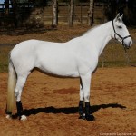 Luxúria Interagro/Interagro Lusitanos